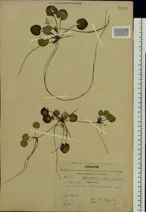 Hydrocharis morsus-ranae L., Eastern Europe, Central forest region (E5) (Russia)