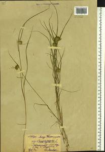 Carex bohemica Schreb., Siberia, Russian Far East (S6) (Russia)