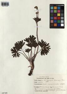 Anemonastrum narcissiflorum subsp. crinitum (Juz.) Raus, Siberia, Altai & Sayany Mountains (S2) (Russia)