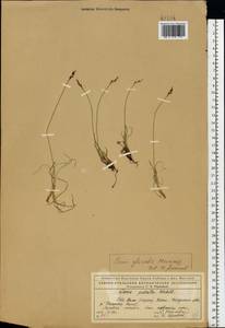 Carex glacialis Mack., Eastern Europe, Northern region (E1) (Russia)