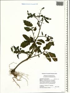 Solanum lycopersicum L., Crimea (KRYM) (Russia)