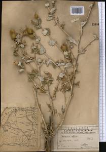 Cousinia affinis Schrenk, Middle Asia, Muyunkumy, Balkhash & Betpak-Dala (M9) (Kazakhstan)