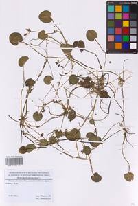 Hydrocharis morsus-ranae L., Eastern Europe, Moscow region (E4a) (Russia)