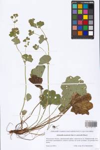 Alchemilla monticola Opiz, Eastern Europe, Moscow region (E4a) (Russia)