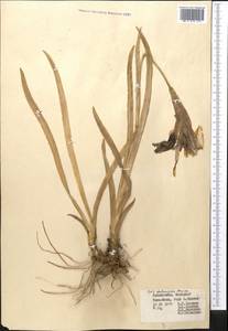 Iris stolonifera Maxim., Middle Asia, Western Tian Shan & Karatau (M3) (Uzbekistan)