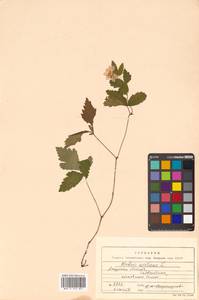 Rubus arcticus L., Siberia, Russian Far East (S6) (Russia)