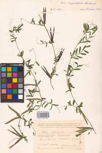 Vicia sativa subsp. nigra Ehrh., Eastern Europe, Central region (E4) (Russia)