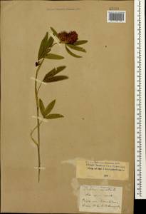 Trifolium alpestre L., Caucasus, Stavropol Krai, Karachay-Cherkessia & Kabardino-Balkaria (K1b) (Russia)