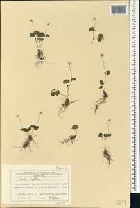 Viola biflora L., Siberia, Central Siberia (S3) (Russia)