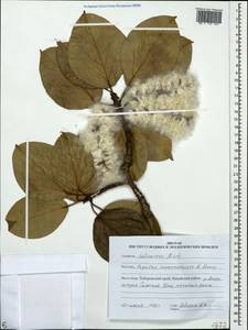 Populus suaveolens subsp. maximowiczii (A. Henry) Tatew., Siberia, Russian Far East (S6) (Russia)