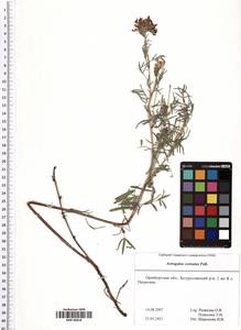 Astragalus cornutus Pall., Eastern Europe, Eastern region (E10) (Russia)