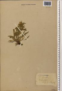 Convolvulus lineatus L., Caucasus, Stavropol Krai, Karachay-Cherkessia & Kabardino-Balkaria (K1b) (Russia)