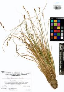 Carex brunnescens (Pers.) Poir., Siberia, Baikal & Transbaikal region (S4) (Russia)