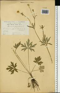 Ranunculus polyanthemos L., Eastern Europe, Central forest-and-steppe region (E6) (Russia)