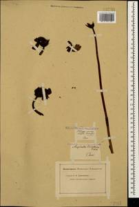 Diphelypaea coccinea (M. Bieb.) Nicolson, Caucasus (no precise locality) (K0)