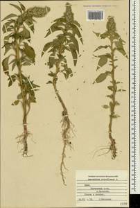 Amaranthus retroflexus L., Crimea (KRYM) (Russia)