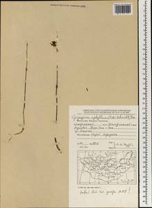 Epipogium aphyllum Sw., Mongolia (MONG) (Mongolia)