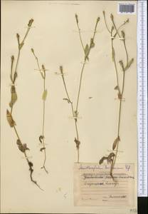 Acanthocephalus benthamianus Regel & Schmalh., Middle Asia, Dzungarian Alatau & Tarbagatai (M5) (Kazakhstan)