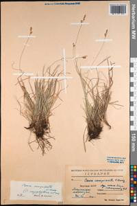 Carex conspissata V.I.Krecz., Siberia, Yakutia (S5) (Russia)