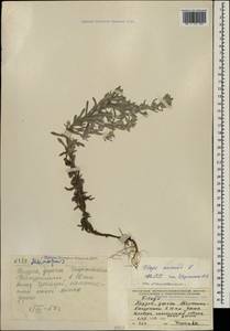 Filago arvensis L., Caucasus, Georgia (K4) (Georgia)