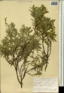 Daphne gnidioides Jaub. & Spach, South Asia, South Asia (Asia outside ex-Soviet states and Mongolia) (ASIA) (Turkey)