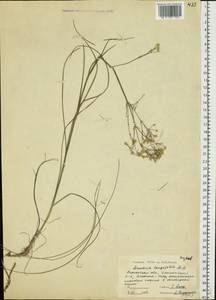 Eremogone longifolia (M. Bieb.) Fenzl, Eastern Europe, South Ukrainian region (E12) (Ukraine)