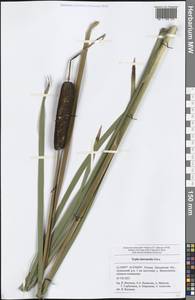 Typha latifolia L., Eastern Europe, Middle Volga region (E8) (Russia)