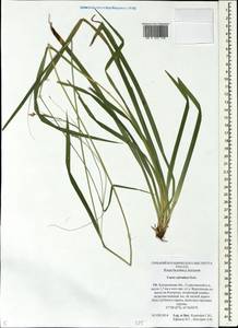 Carex sylvatica Huds., Eastern Europe, Central forest region (E5) (Russia)