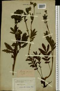 Potentilla longifolia Willd., Siberia (no precise locality) (S0) (Russia)