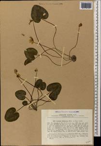 Cyclamen coum subsp. caucasicum (C. Koch) O. Schwarz, Caucasus, Abkhazia (K4a) (Abkhazia)