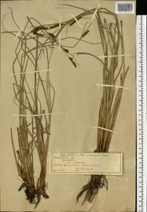 Carex acutiformis Ehrh., Eastern Europe, Volga-Kama region (E7) (Russia)