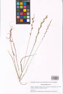 Lolium multiflorum Lam., Eastern Europe, Moscow region (E4a) (Russia)