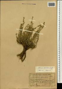 Artemisia gracilescens Krasch. & Iljin, Mongolia (MONG) (Mongolia)