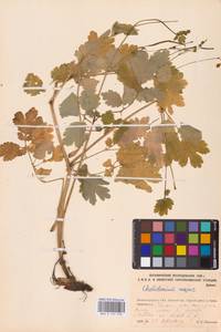 Chelidonium majus L., Eastern Europe, North-Western region (E2) (Russia)