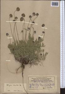Astragalus stenanthus Bunge, Middle Asia, Western Tian Shan & Karatau (M3) (Kazakhstan)
