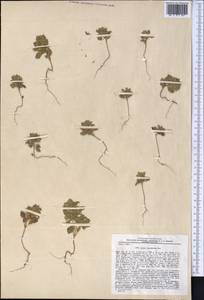 Clinopodium graveolens subsp. rotundifolium (Pers.) Govaerts, Middle Asia, Pamir & Pamiro-Alai (M2) (Uzbekistan)