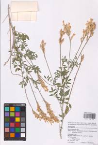 Astragalus, Eastern Europe, Lower Volga region (E9) (Russia)