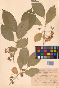 Euonymus europaeus L., Eastern Europe, Central forest-and-steppe region (E6) (Russia)