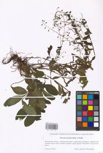 Myosotis sylvatica Ehrh. ex Hoffm., Eastern Europe, Moscow region (E4a) (Russia)