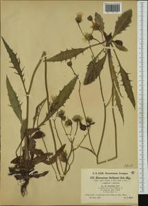 Hieracium dollineri subsp. tridentinum (Evers) Murr, Western Europe (EUR) (Austria)