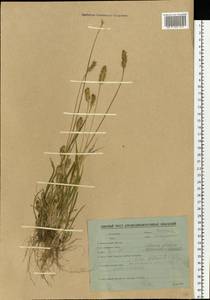 Setaria pumila (Poir.) Roem. & Schult., Eastern Europe, Belarus (E3a) (Belarus)