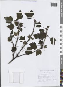 Ribes triste Pall., Siberia, Baikal & Transbaikal region (S4) (Russia)