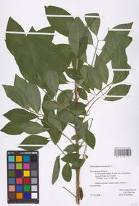 Euonymus europaeus L., Eastern Europe, Central region (E4) (Russia)