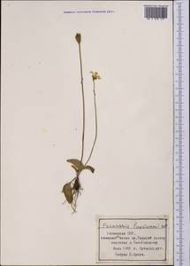 Parnassia laxmannii Pall. ex Schult., Middle Asia, Northern & Central Tian Shan (M4) (Kyrgyzstan)