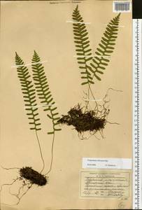 Polypodium sibiricum Sipliv., Siberia, Russian Far East (S6) (Russia)