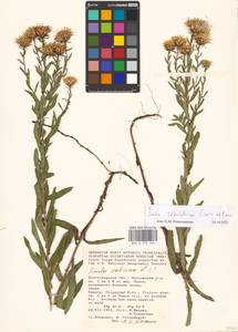 Pentanema sabuletorum (Czern. ex Lavrenko) G. V. Boiko & Korniy., Eastern Europe, Lower Volga region (E9) (Russia)