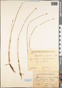 Eleocharis mamillata (H.Lindb.) H.Lindb., Eastern Europe, Eastern region (E10) (Russia)