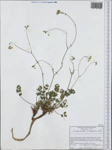 Pimpinella tragium Vill., Western Europe (EUR) (Greece)