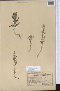Chenopodium ficifolium Sm., Middle Asia, Pamir & Pamiro-Alai (M2) (Uzbekistan)