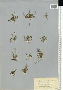 Cardamine bellidifolia L., Eastern Europe, Northern region (E1) (Russia)